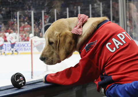 Captain, Washington Capitals (Photo by Bruce Bennett/Getty Images)