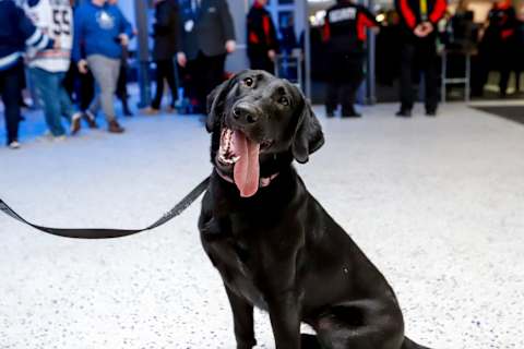 WINNIPEG, MB – DECEMBER 13: Winnipeg Jets security dog Grace stays alert as she patrols the arena prior to NHL action between the Jets and Edmonton Oilers at the Bell MTS Place on December 13, 2018, in Winnipeg, Manitoba, Canada. (Photo by Darcy Finley/NHLI via Getty Images)