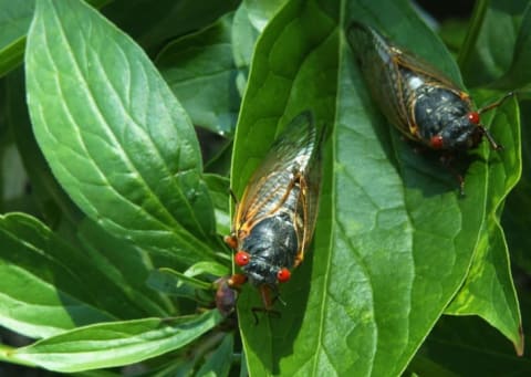 Cicadas are coming.