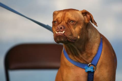 Pabst, the 2009 winner of World's Ugliest Dog