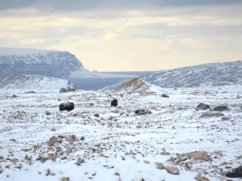 Two musk ox imitate boulders in Greenland's barren landscape.