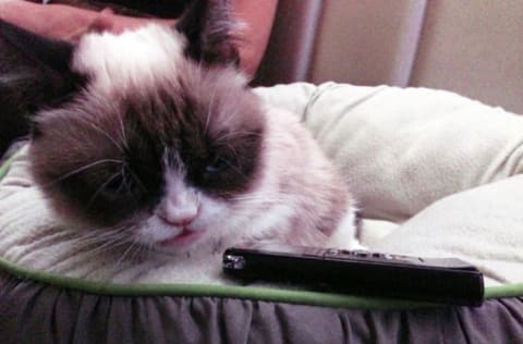 In 2013, Grumpy Cat answered Mental Floss's questions—but she wasn't happy about it.