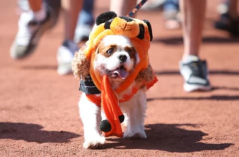 SAN FRANCISCO, CA – AUGUST 28: A dog walks on the field during the dog parade wearing a Panda hat to honor Pablo Sandoval #48 of the San Francisco Giants (not pictured) before the game between the Houston Astros and the San Francisco Giants at AT&T Park on August 28, 2011 in San Francisco, California. (Photo by Tony Medina/Getty Images)