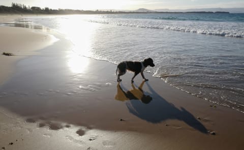 A dog casts a shadow of itself on the beach on June 19, 2020. Tourism in NSW has begun to re-surface after the initial spike of the Coronavirus pandemic and tourism operators have started to return following a sharp decline in tourists visiting the area.