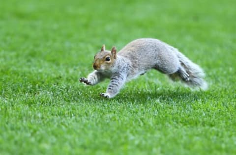 HULL, ENGLAND – APRIL 14: A squirrel causes a pause in play during the Sky Bet Championship match between Hull City and Sheffield Wednesday at KCOM Stadium on April 14, 2018 in Hull, England. (Photo by Ashley Allen/Getty Images)