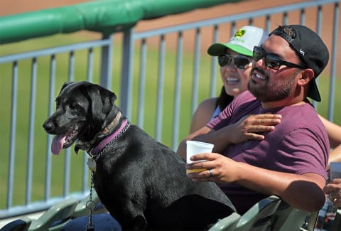 (4/23/17) Brandon and Lindsey McMinn of Stockton sit with their Labrador retriever Nelli while watching the Stockton Ports take on Casey Schmitt and the San Jose Giants in a California League baseball game at the Stockton Ballpark in downtown Stockton.