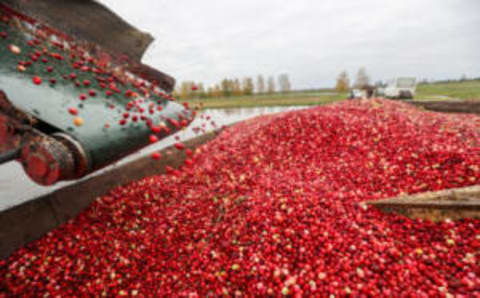 BREST, BELARUS – OCTOBER 26: A view from the cranberry farm as the harvest season comes to an end in Brest Region which is 350 kilometers to capital Minsk of Belarus on October 26, 2022. The cranberry field was built in the mid-eighties of the 20th century and it yields from 5 to 30 tons of berries, which are frozen and processed. (Photo by Stringer/Anadolu Agency via Getty Images)