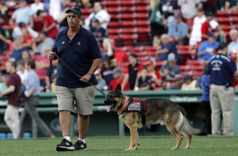 Aug 30, 2016; Boston, MA, USA; Boston Red Sox head grounds keeper Dave Mellor with his dog Drago look over the field before the start of the game against the Tampa Bay Rays at Fenway Park. Mandatory Credit: David Butler II-USA TODAY Sports