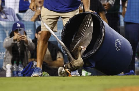 LOS ANGELES, CALIFORNIA - OCTOBER 12: A goose flies on the field during the eighth inning of game two of the National League Division Series between the Los Angeles Dodgers and San Diego Padres at Dodger Stadium on October 12, 2022 in Los Angeles, California. (Photo by Ronald Martinez/Getty Images)