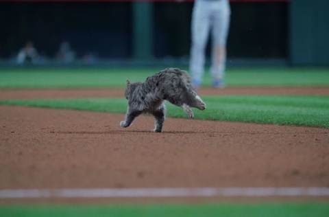 Apr 2, 2021; Denver, Colorado, USA; General view of a cat running onto the infield of Coors Field during the game between the Los Angeles Dodgers against the Colorado Rockies. Mandatory Credit: Ron Chenoy-USA TODAY Sports