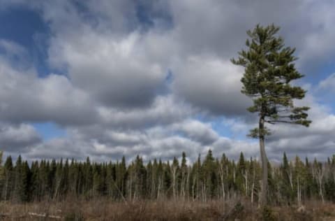 There are no photos of Pete LePine, so here are some pine trees in Canada. (Photo by Thierry Falise/LightRocket via Getty Images)