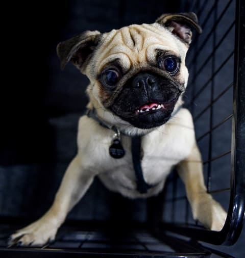 In lieu of a Pug Cavet photo, here’s another endearing photo of a pug. (Photo by Shirlaine Forrest/Getty Images)