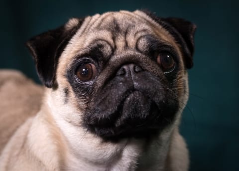 In lieu of a Pug Cavet photo, we offer this photo of an endearing pug. (Photo by Matt Cardy/Getty Images)