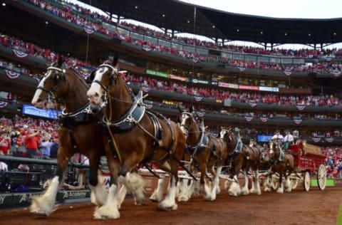 Apr 2, 2017; St. Louis, MO, USA; The Anheuser Busch Clydesdales run on the warning track prior opening night between the Chicago Cubs and the St. Louis Cardinals at Busch Stadium. The Cardinals won 4-3. Mandatory Credit: Jeff Curry-USA TODAY Sports