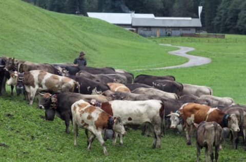 OBERSTDORF, GERMANY – SEPTEMBER 13: Herdsmen guard their cattle near Traufberg Alpe pasture ahead of the way down from alpine mountains in the annual cattle drive descent on September 13, 2012 near Oberstdorf, Germany. The herdsmen bring the cattle up to mountain meadows in the spring and stay there throughout the summer, where the animals graze on grass and the herdsmen live in a small hut called an alm, often without electricity, where many make cheese from the cows’ milk. The tradition dates back through centuries, and in countries like Germany, Switzerland and Austria alm culture has a deep resonance in folk history. In September the season ends and the herdsmen return the cattle to farmers in a festive ceremony marked by the decoration of the lead cow with a garland, but only if all the cattle survived the summer. (Photo by Johannes Simon/Getty Images)