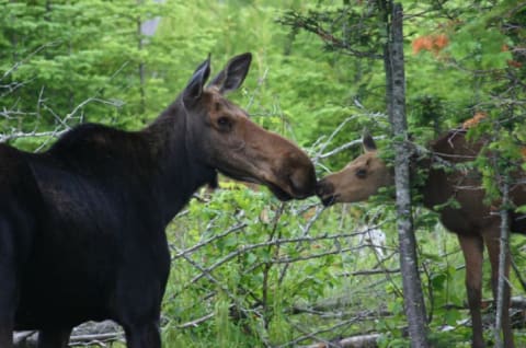 A moose mom and calf.