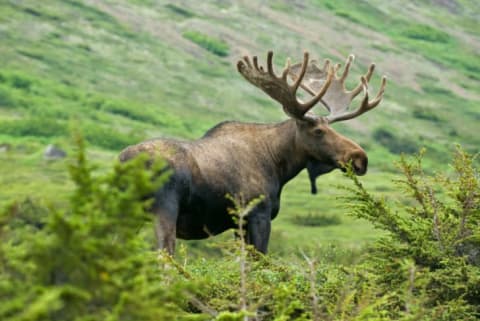 An Alaskan moose scans the horizon.