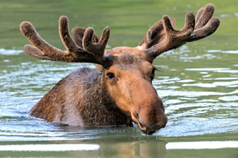 A moose with velvet-covered antlers in a pond.