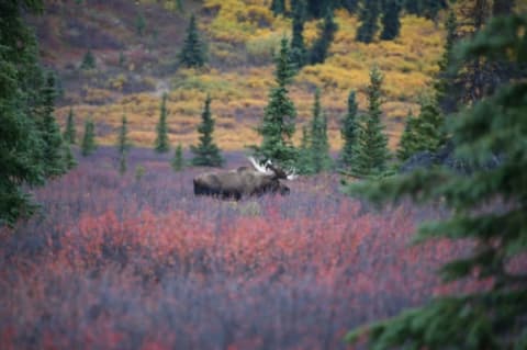 A moose in autumn.