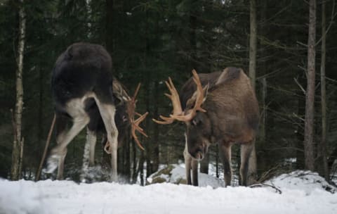 Antlers come in handy in combat.