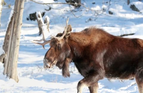 A moose in winter.