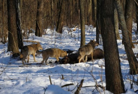 A wolf pack surrounds a moose carcass in the snow.