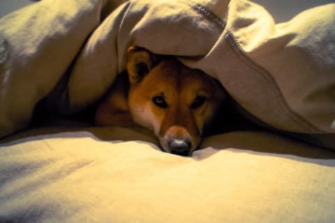 Layering your covers can help you keep in the heat. (A dog to warm the bed doesn’t hurt either.)