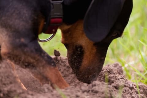 A dog digging.