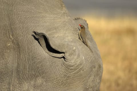 Oxpecker bird sits on the head of a rhino