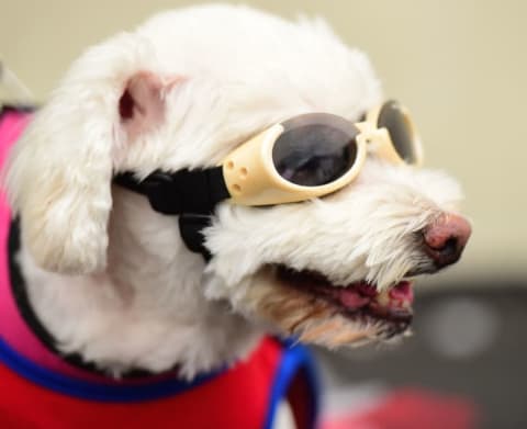 Dog in goggles