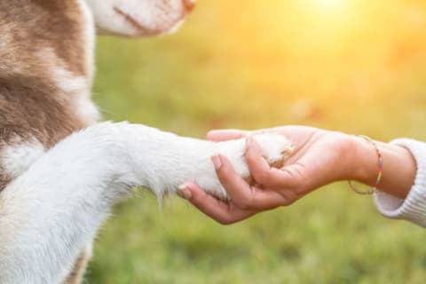 Phot of a dog shaking hands.