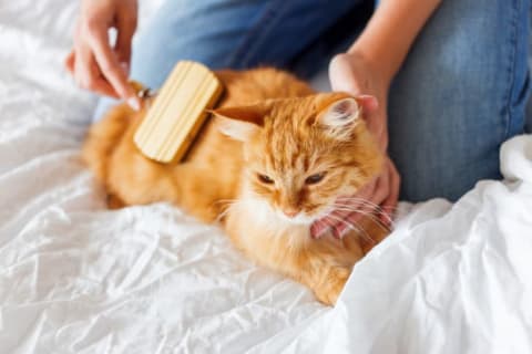 A pet owner brushing an orange cat's fur on a white bedspread.