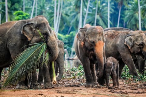 Holman joined a elephant hunting expedition in Sri Lanka, then called Ceylon.