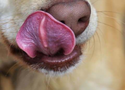 Photo of a dog's tongue