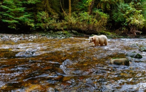 A spirit bear is a black bear carrying a recessive gene that makes its fur white. The rare white bears live only in the Great Bear Rainforest.