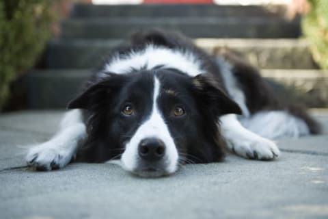 Photo of a Border Collie dog.