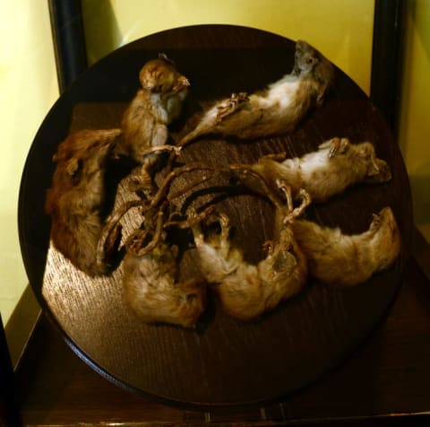 The Limburg rat king of 1955, now displayed at the Museum of Maastricht.