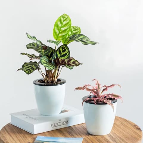 Mkono Self-Watering Planters