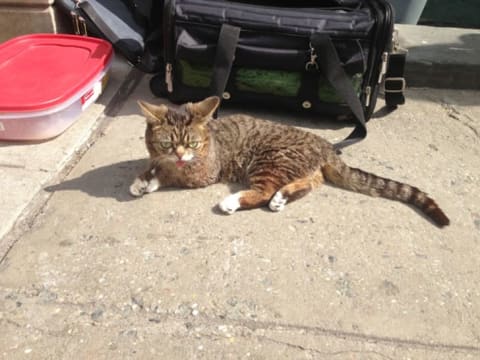 Lil Bub outside Social Tees Animal Rescue