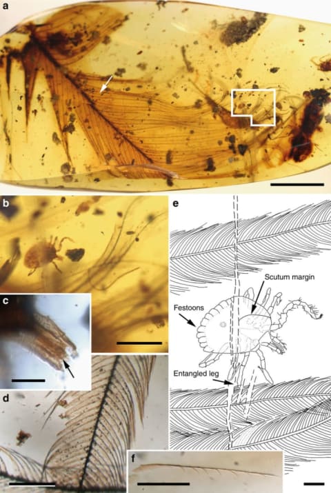 Cornupalpatum burmanicum hard tick entangled in a feather. a Photograph of the Burmese amber piece (Bu JZC-F18) showing a semicomplete pennaceous feather. Scale bar, 5 mm. b Detail of the nymphal tick in dorsal view and barbs (inset in a). Scale bar, 1 mm. c Detail of the tick’s capitulum (mouthparts), showing palpi and hypostome with teeth (arrow). Scale bar, 0.1 mm. d Detail of a barb. Scale bar, 0.2 mm. e Drawing of the tick in dorsal view indicating the point of entanglement. Scale bar, 0.2 mm. f Detached barbule pennulum showing hooklets on one of its sides (arrow in a indicates its location but in the opposite side of the amber piece). Scale bar, 0.2 mm