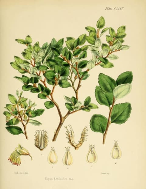 Hooker's drawing of Nothofagus betuloides, the Magellan beech, which he collected on the Ross expedition.