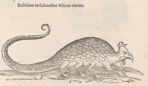 Ulisse Aldrovandi's basilisk