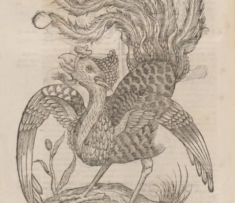 Ulisse's Aldrovandi's Phoenix from the 1664 book "Monstrorum Historia"