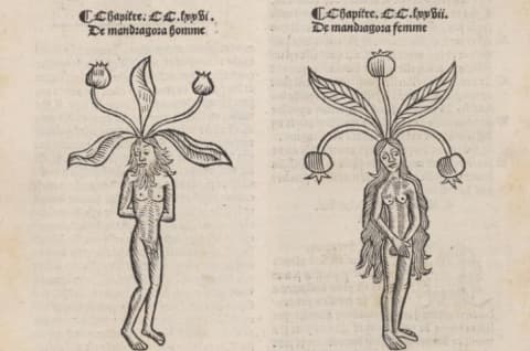 A pair of mandrakes from the 15th-century "Hortus Sanitatis"