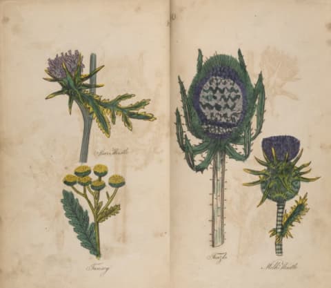 Star thistle from Nicholas Culpeper's 17th-century book "English Physician"