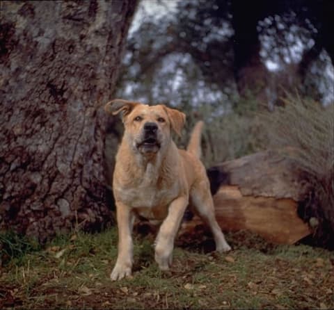 Photo of Spike from 'Old Yeller' (1957)