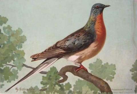 Illustration of passenger pigeon by John Henry Hintermeister from 1908.