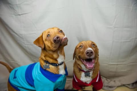 Shelter dogs Picasso and Pablo