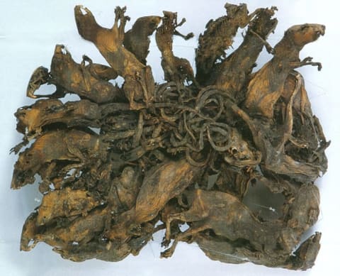 The 1828 rat king from Thuringia, which contains 32 rodents, is the largest specimen in the world.