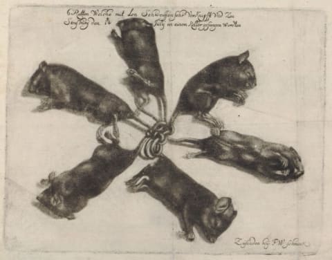 The 1683 rat king, as illustrated by Wilhelm Schmuck